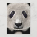 Search for panda lovers postcards Animal