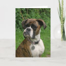 Search for white boxer cards Animal