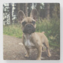 Search for french bulldog coasters Cute dog