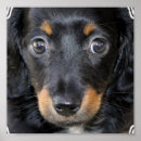 Search for daschund art Dog