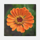 Search for flower magnets Photograph