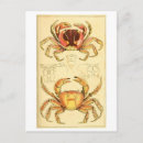 Recherche de illustration de crabe cartes postales Vintage