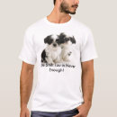 Search for shihtzu Shihtsu
