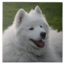 Recherche de samoyed gifts Mignon