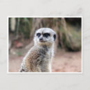 Recherche de mangouste posters Suricate