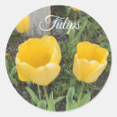 Search for yellow tulip stickers Plants