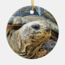Search for tortoise ornaments Reptile