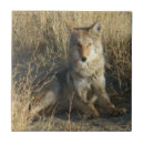 Search for predator tiles Nature photography