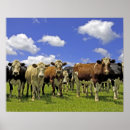Search for north island posters Horizontal