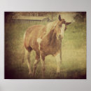 Recherche de tête de cheval posters Photographie
