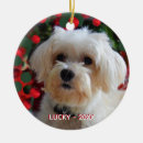 Search for maltese dog ornaments Cute
