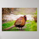 Search for pheasant posters Male