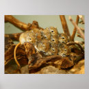 Search for gerbil posters Pets