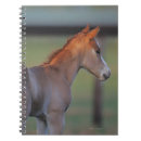 Search for horse notebooks Foal