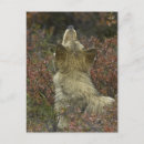 Search for wolf pack postcards Canine