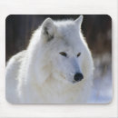 Search for arctic wolf electronics Animals