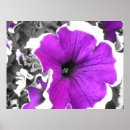 Recherche de pétunia posters Fleur