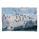 Search for penguin pillowcases Antarctica