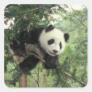 Search for giant panda stickers Animal