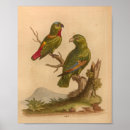 Search for vintage parrot art Antique