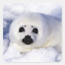 Search for harp envelope seals Snow