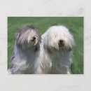 Recherche de brebis cartes postales Animaux