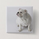 Recherche de bouledogue français badges Photographie