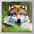 Search for beautiful wolf posters Wolves