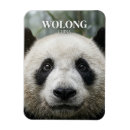 Recherche de chengdu magnets Panda