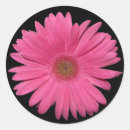 Recherche de gerbers autocollants Marguerite rose