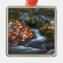 Search for red rocks ornaments Scenic