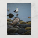 Search for gull postcards Ocean