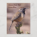 Search for desert bird postcards Wren