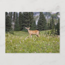 Search for camera horizontal postcards Rural scene