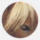 Search for forelock Equine