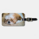 Search for shih tzu accessories Sitting