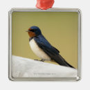 Recherche de hirondelles ornements Nature