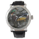 Recherche de mâle montres Oiseau