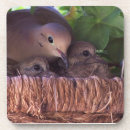 Recherche de oiseau de bébé bar Famille
