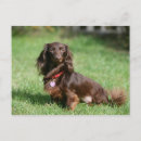 Search for miniature dachshund postcards Chocolate and tan
