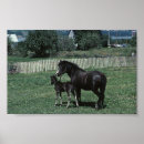 Recherche de poulain jument posters Équine