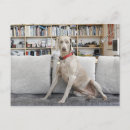 Search for sofa postcards Colour image
