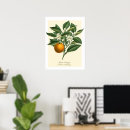 Search for vintage fruit posters Nature