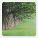 Search for kentucky state tree Countryside