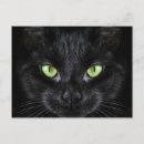 Recherche de yeux verts chat cartes postales Amoureux des chats