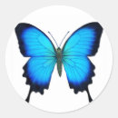 Search for papilio stickers Butterfly