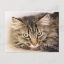 Search for long haired cat postcards Pet