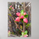 Search for bud posters Blossom