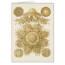 Recherche de haeckel cartes postales Créatures marines