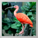 Recherche de birdie posters Coloré